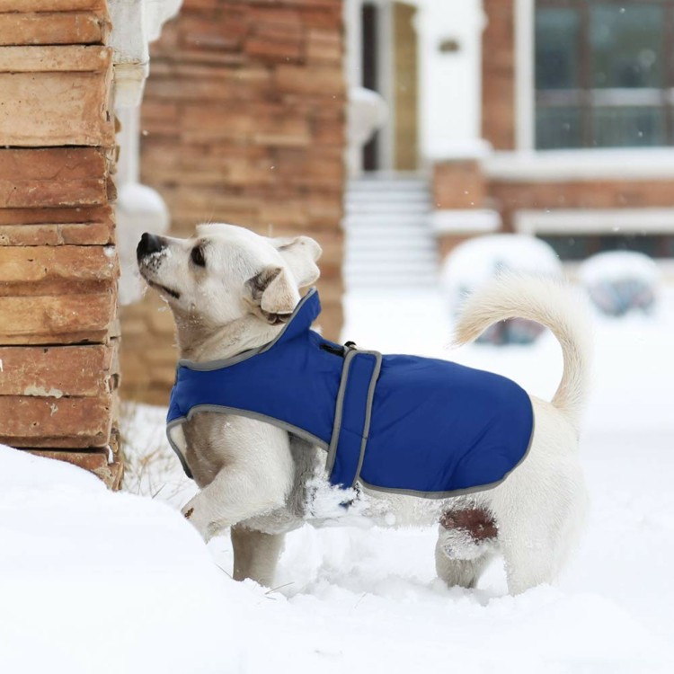Fleecejacke für Hunde Vorteile Haustier im Winter anziehen