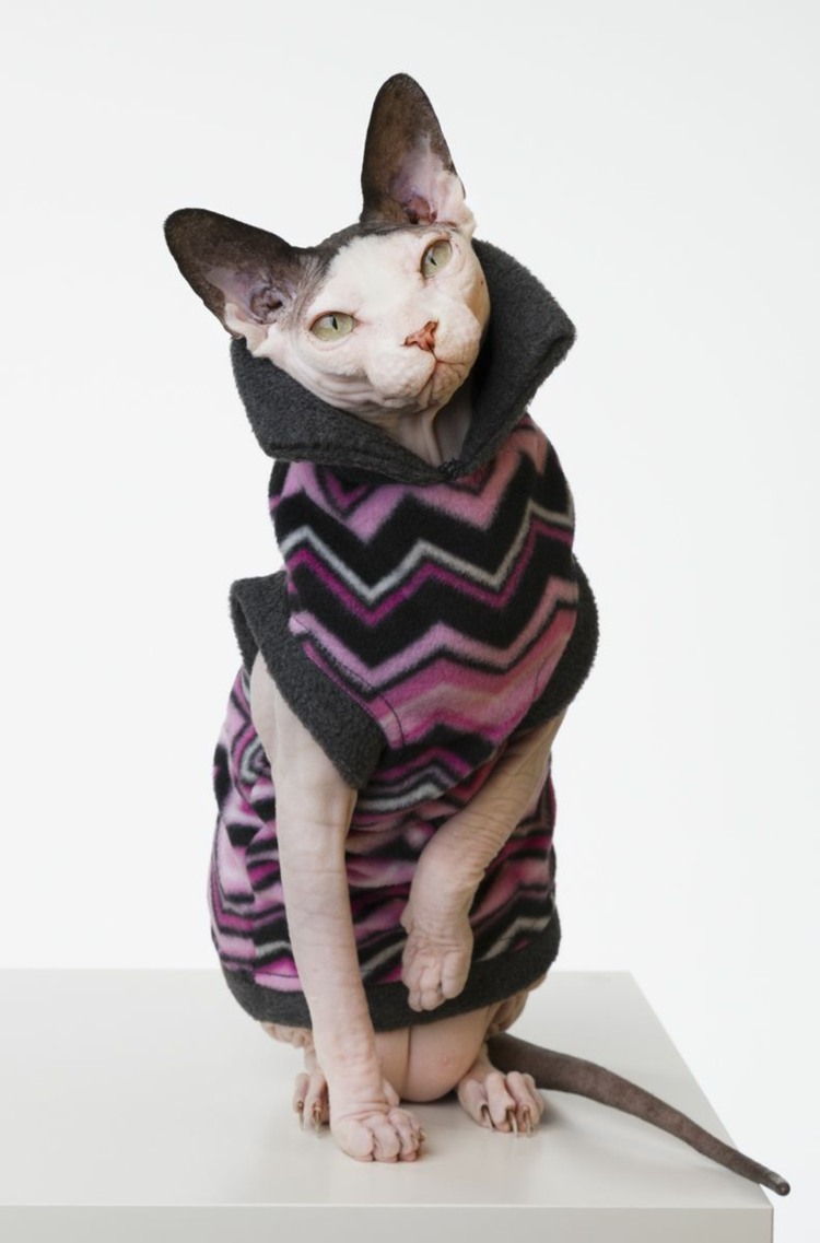 Haustier Mode Trends Sphynx Katze Pflege Bekleidung
