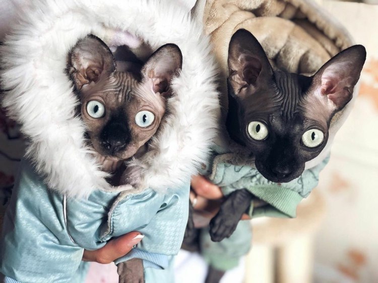 Haustiermode Sphynx Katze Bekleidung für den Winter Vorteile Jacken für Katzen
