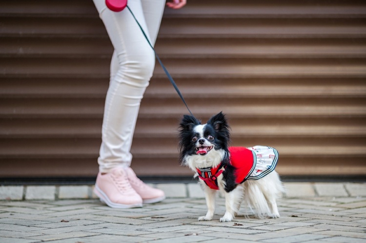 Hundebekleidung für Chihuahua Vorteile Haustier Mode