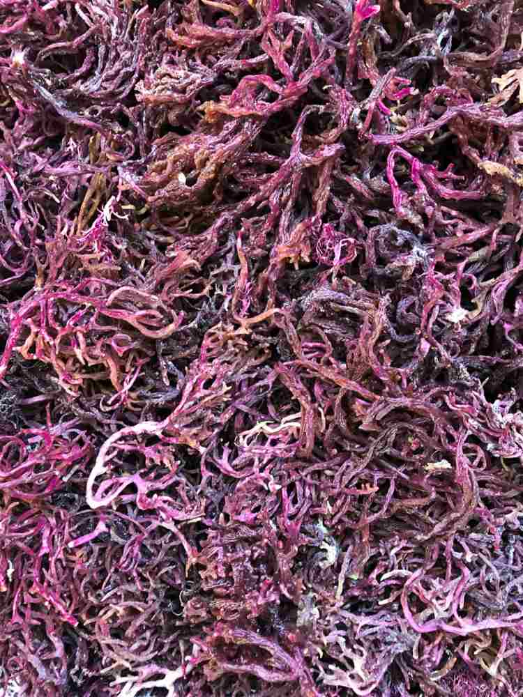 Irisch Moos kann weiß bis rötlich gefärbt sein und wird getrocknet verkauft