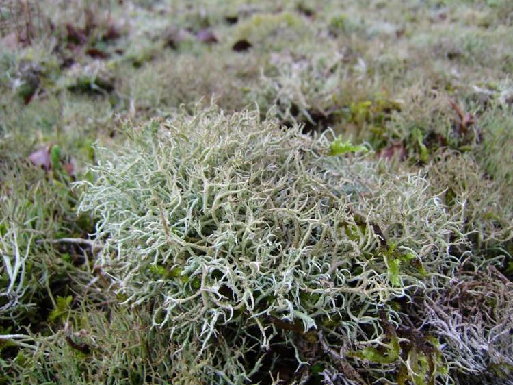 Isländisch Moos (Cetraria islandica) ist keine Alge, sondern eine Flechte und wächst an Land