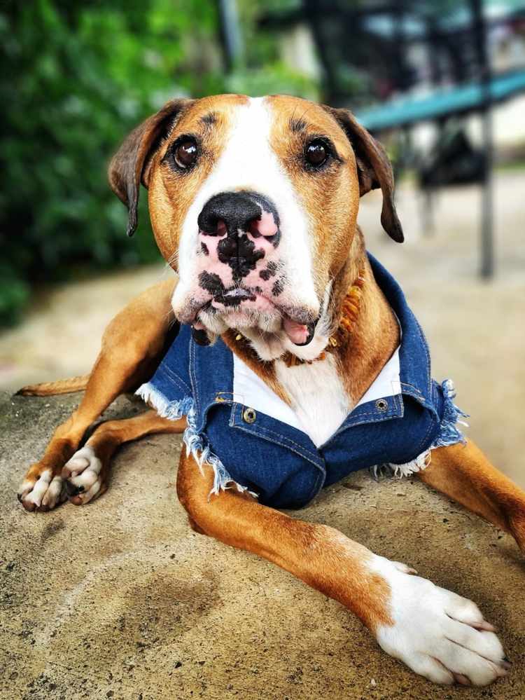 Jeansjacke Hunde Haustiermode Trends Hundebekleidung kaufenn Tipps