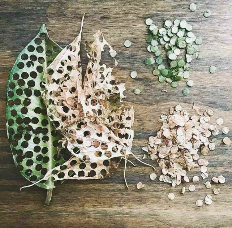 Konfetti aus getrockneten Blättern mit einem Locher selber machen