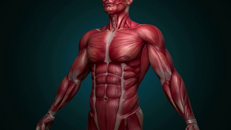 Muskelzucken - Ursachen, Arten und Mittel gegen Zuckungen der Muskeln