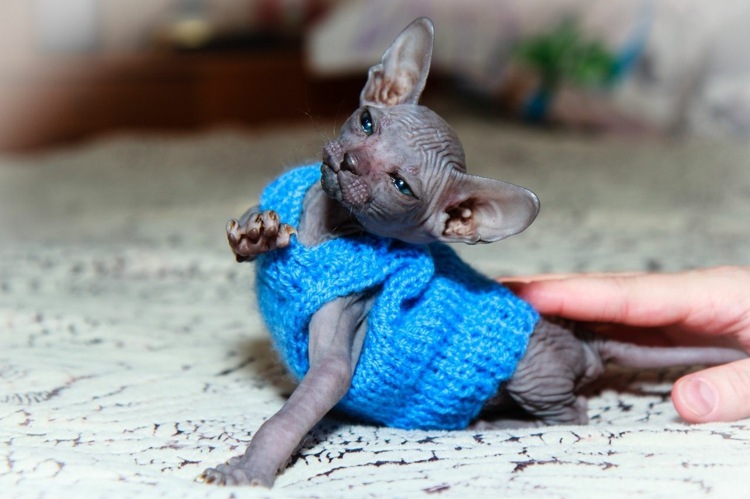 Sphynx Katze Bekleidung Strickpullover Haustier Mode