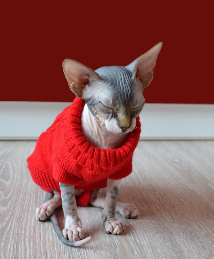 Sphynx Katze anziehen im Winter Haustiermode