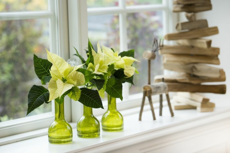 Weiße Weihnachtssterne in grünen Vasen auf dem Fensterbrett im Winter