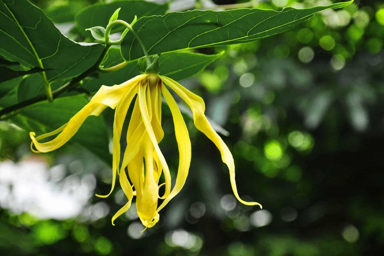 Ylang Ylang Blume am Baum Wirkung vom ätherischen Öl