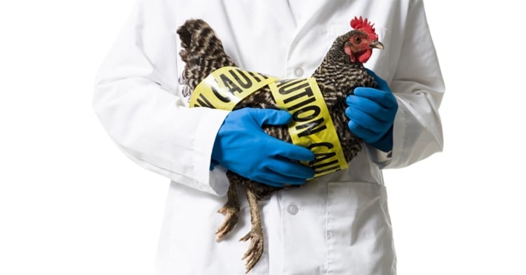 h5n8 virus gefährlich mensch vogelgrippe ausbruch ungarn