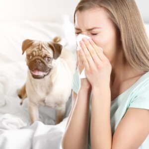 hundehaarallergie niesen haustier im bett
