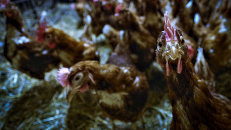 hühner in gehegen vogelgrippe fälle ausbrüche in europa