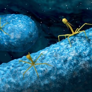 phagen töten bakterien und können statt antibiotische mittel eingesetzt werden