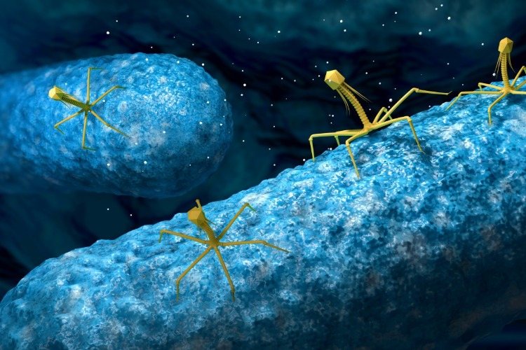 phagen töten bakterien und können statt antibiotische mittel eingesetzt werden