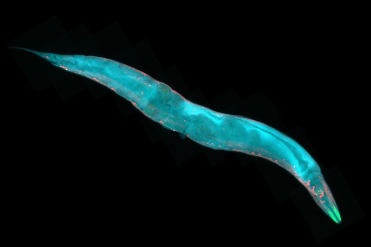 saenorhabditis elegans fadenwurm verfünffachte lebensdauer zellen forschung