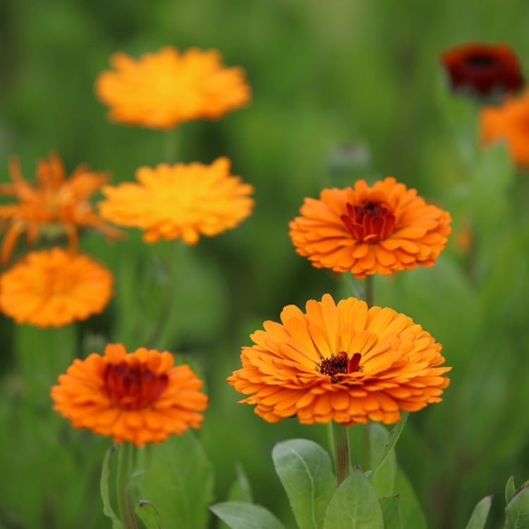 Pick and dry organic marigolds yourself or use them fresh for ointments