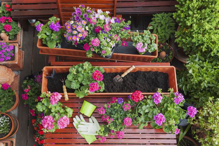 Blumenkästen bepflanzen Tipps für frühlingshaften Arrangements und Ideen für Blumenkombinationen