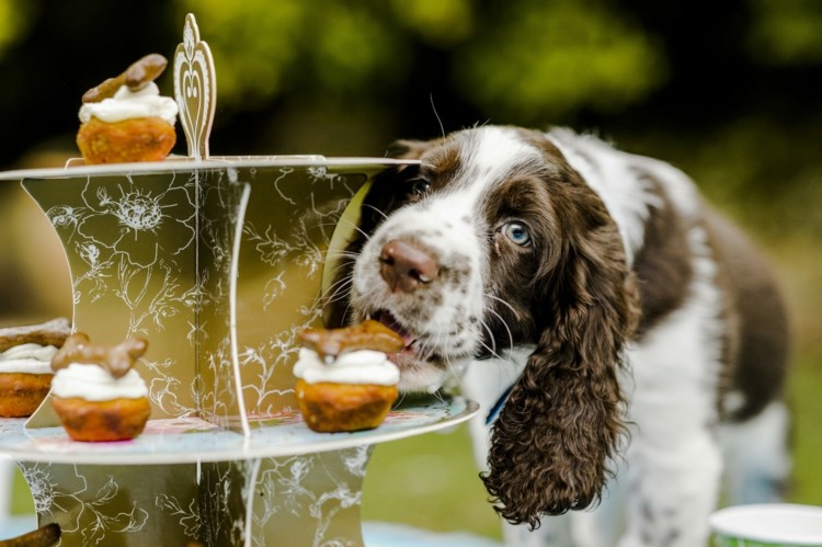Cupcakes für Hunde mit Erdnussbutter selber backen Hundekuchen Rezept schnell