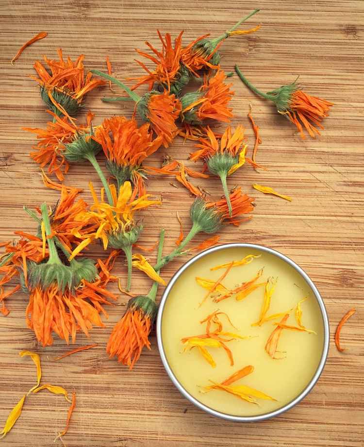 DIY ointments from real marigold flowers as a home remedy in the medicine cabinet