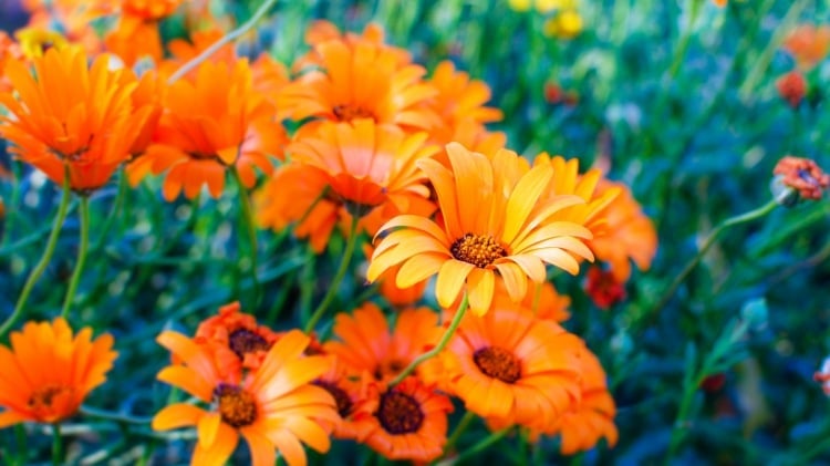 The marigold has side effects only in allergy sufferers and is otherwise safe to use