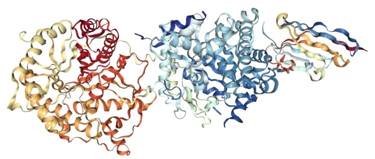 FGF21 Protein - Das Hormon der Leber ist ein Botenstoff, das den Appetit zügelt