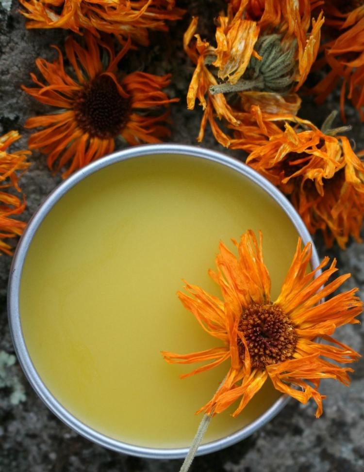 Use fresh or dried flowers for the marigold ointment