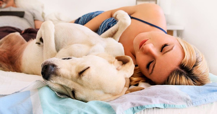 Gesund für Hund und Mensch das Bett teilen