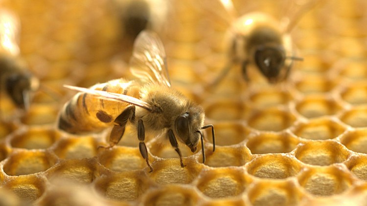 Honigbienen vor Schädlingen mit Hilfe von Bakterien schützen
