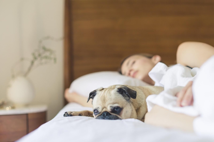 Hund im Bett schlafen lassen ist gesund für uns
