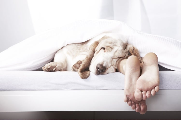 Hund im Bett schlafen lassen ist gut für Gesundheit