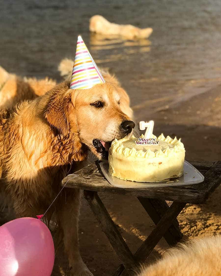 Hundekuchen Rezept einfach Leckerlis selber machen