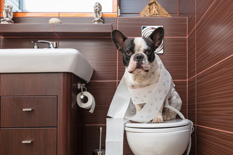 Hundetoilette selber machen Hund stubenrein erziehen Tipps