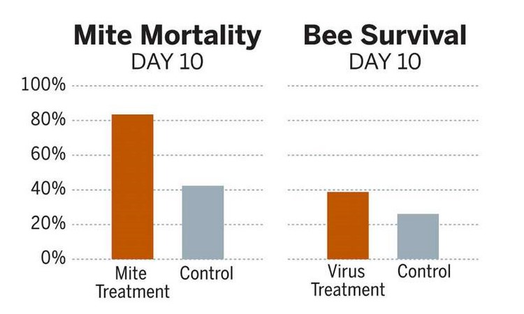 Impfstoff für Honigbienen gegen Milben und Viren