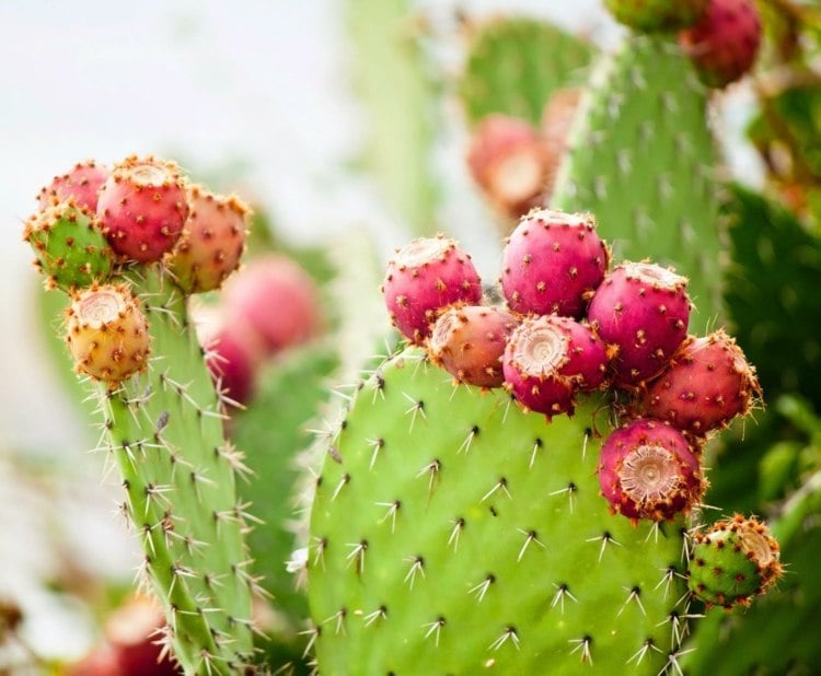 Kaktusfeige wie essen Obstsorten zum Abnehmen