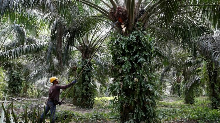 Palmöl ungesund und schädlich für den Regenwald