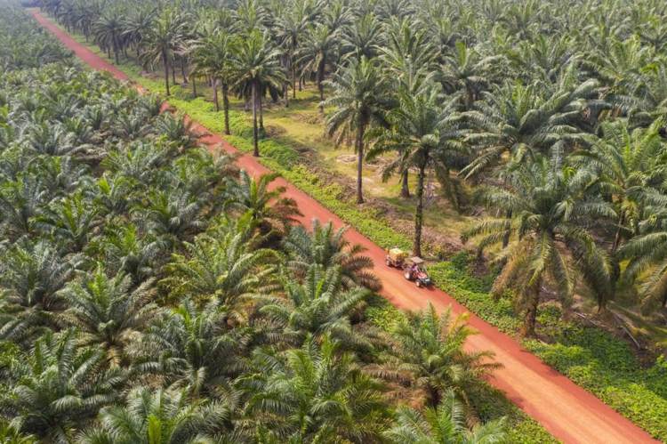 Palmöl ungesund und umweltschädlich - Für die Plantagen wird Regenwald gerodet