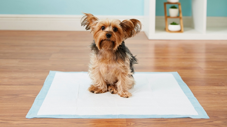 Welpe stubenrein bekommen Hundetoilette für zu Hause selber bauen einfach