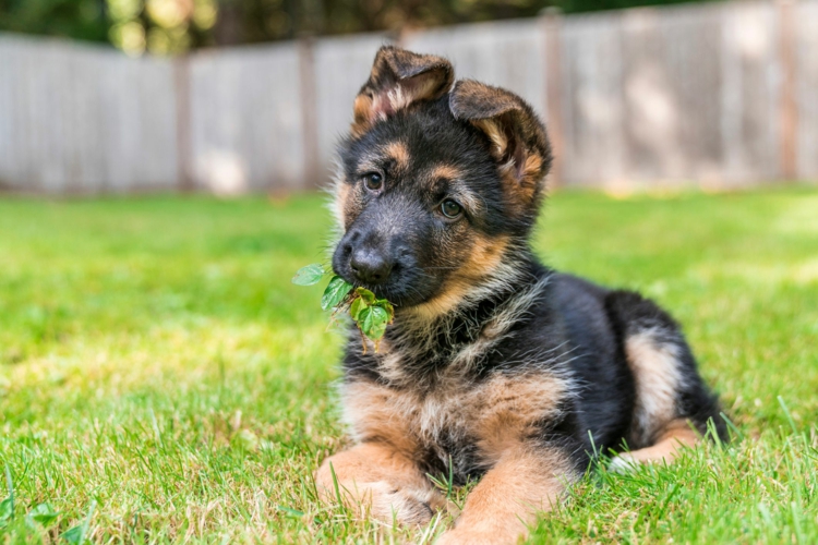 Hundetoilette Selber Bauen Diy Anleitungen Und Nutzliche Tipps