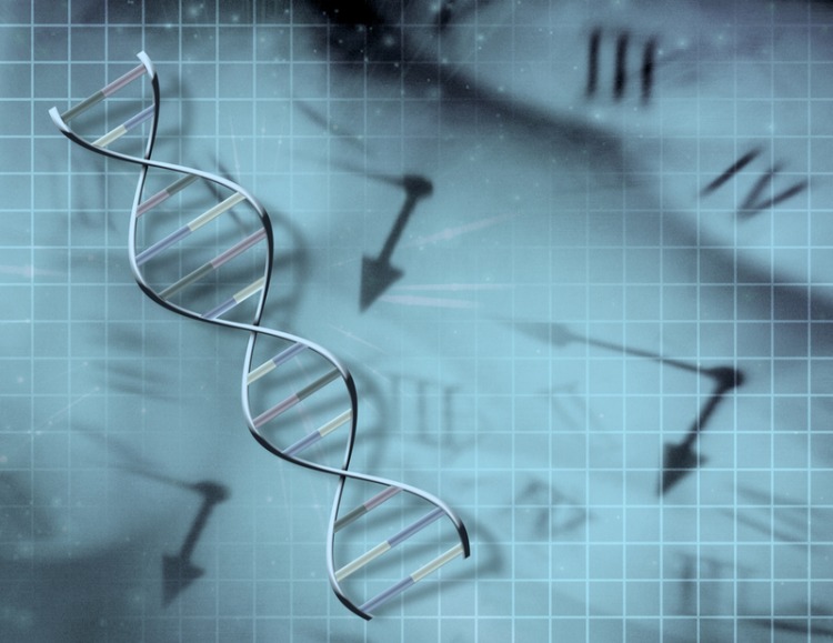 epigenetische uhr kann das biologische alter ermitteln