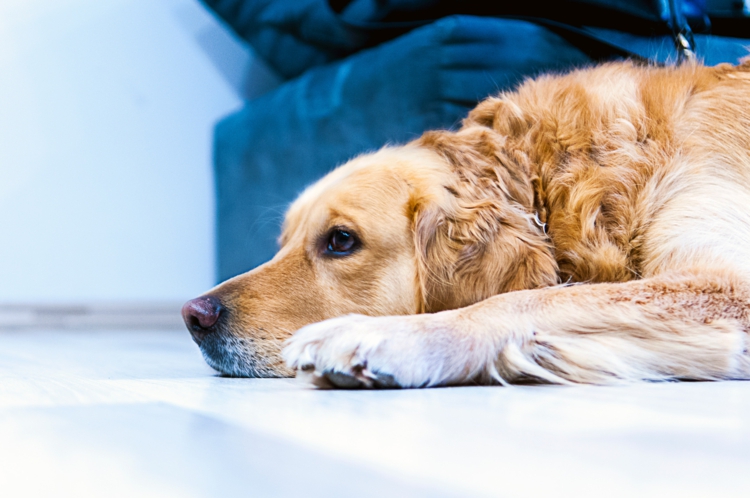 hundetoilette für große hunde selber bauen hundeerziehung tipps