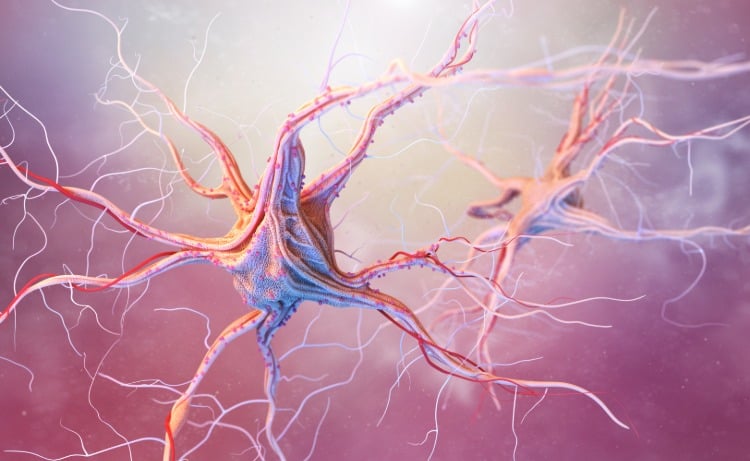 neuronen im nervensystem 3d darstellung