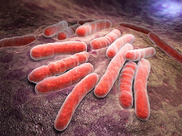 schlechte koli bakterien verursachen magen-darm-grippe