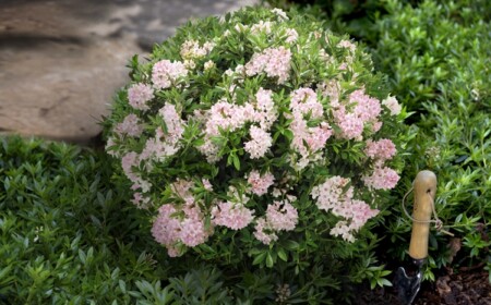 Alternative Buchsbaum Kugel Bloombux pflanzen