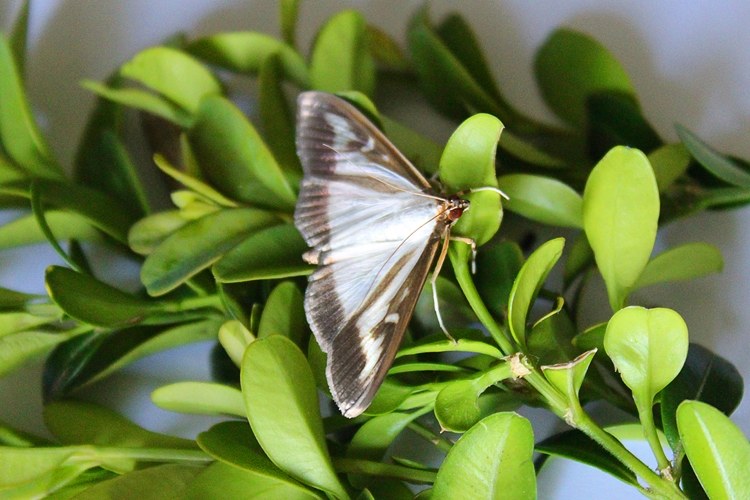 Boxwood Diseases Boxwood Borer Moth