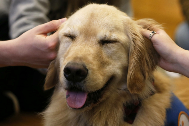 Therapie Hund Vorteile Therapiehund Ausbildung Kosten