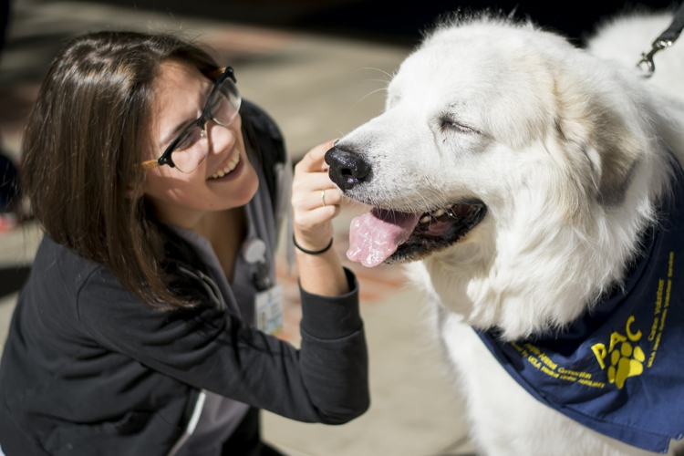 Therapiehund Assistenzhund Unterschied tiergeschützte Therapie Hund bei Depression