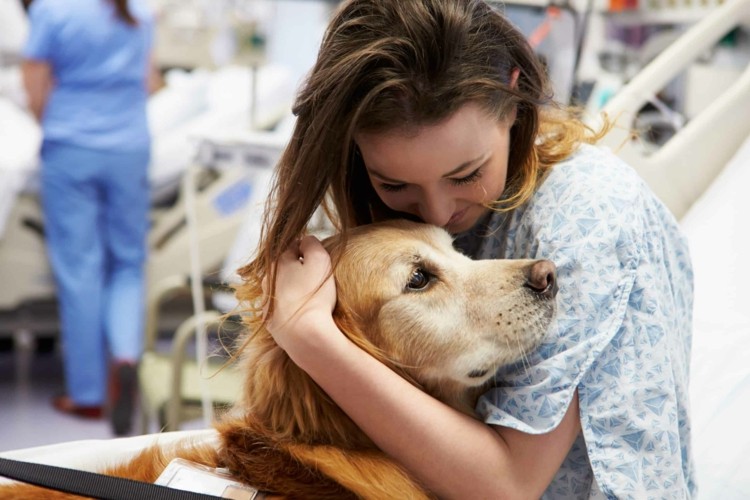 Therapiehund Assistenzhund Unterschied Tiergeschützte Therapie Hund