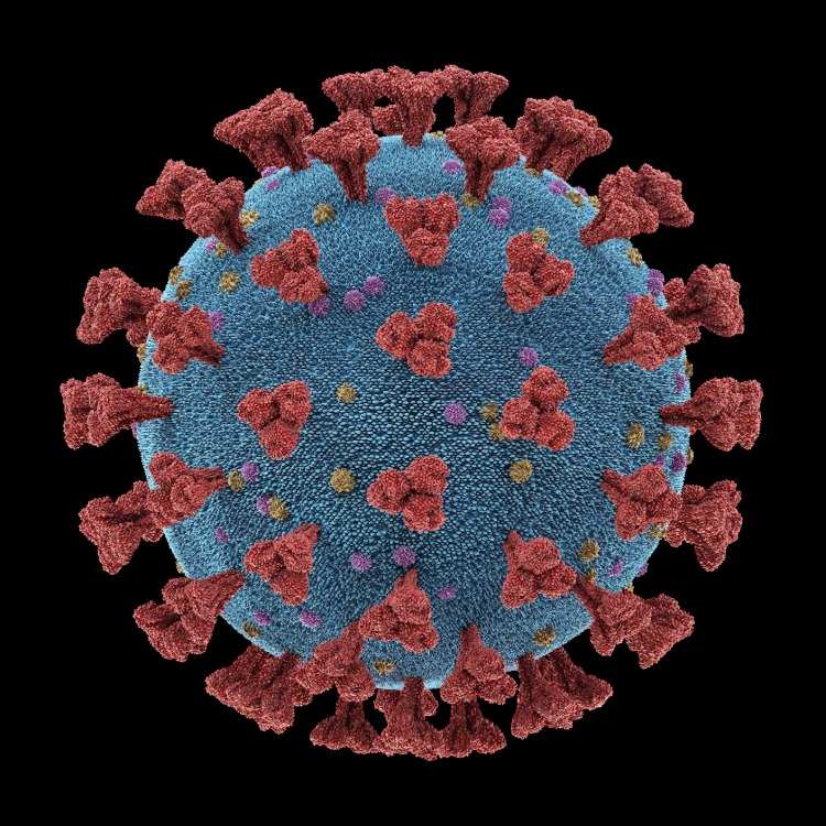 detailliertes 3d modell von coronavirus