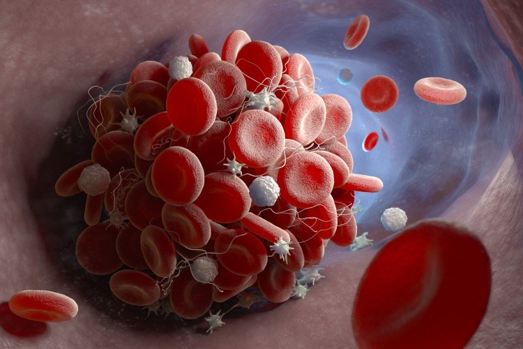 formation rote und weiße blutlörperchen lymphozyten und leukozyten in milz prduziert