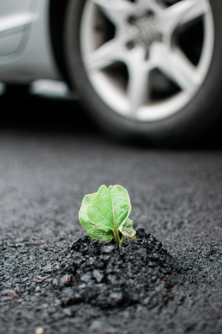 klimawandel stoppen alternative kraftstoffe grüne pflanze asphalt auto